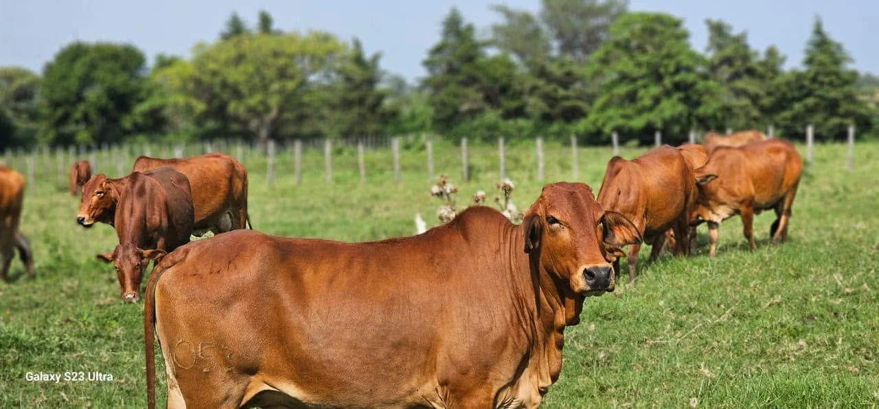 Pedigree Sahiwal bull for sale at Keiyian Farm, Kilgoris