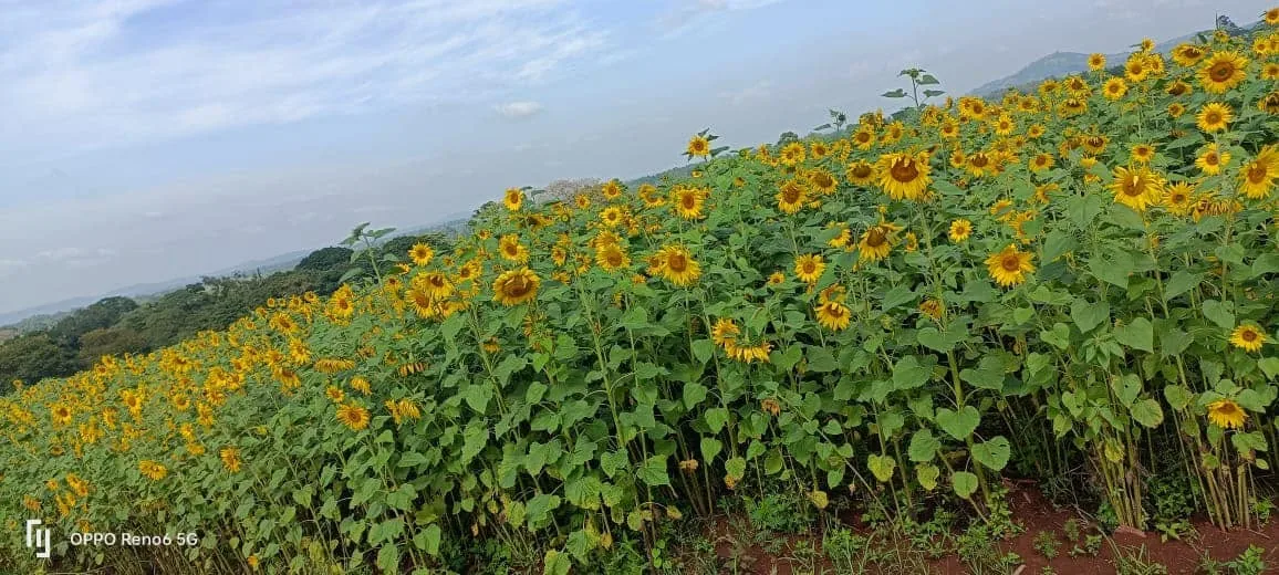 Sunflower field at Keiyian Farmers Cooperative