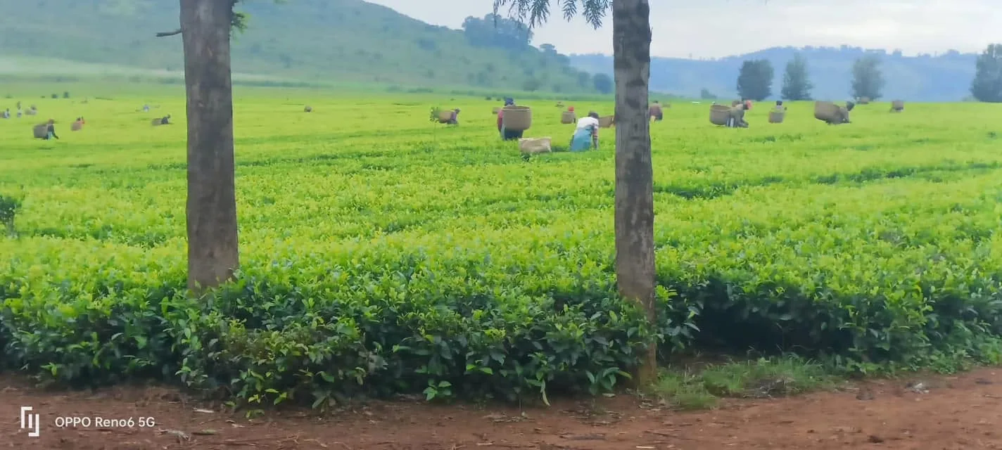 Tea fields at Keiyian farm, Transmara, Narok County