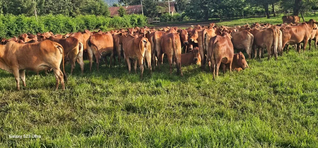 Sahiwal cattle herd walking the red-dirt road at Keiyian farm