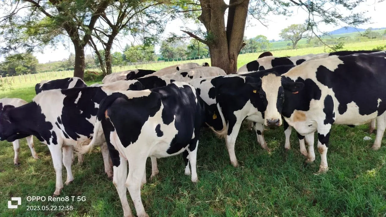 Milking in progress at the Keiyian dairy parlour, Sahiwal and Holstein Friesian herds