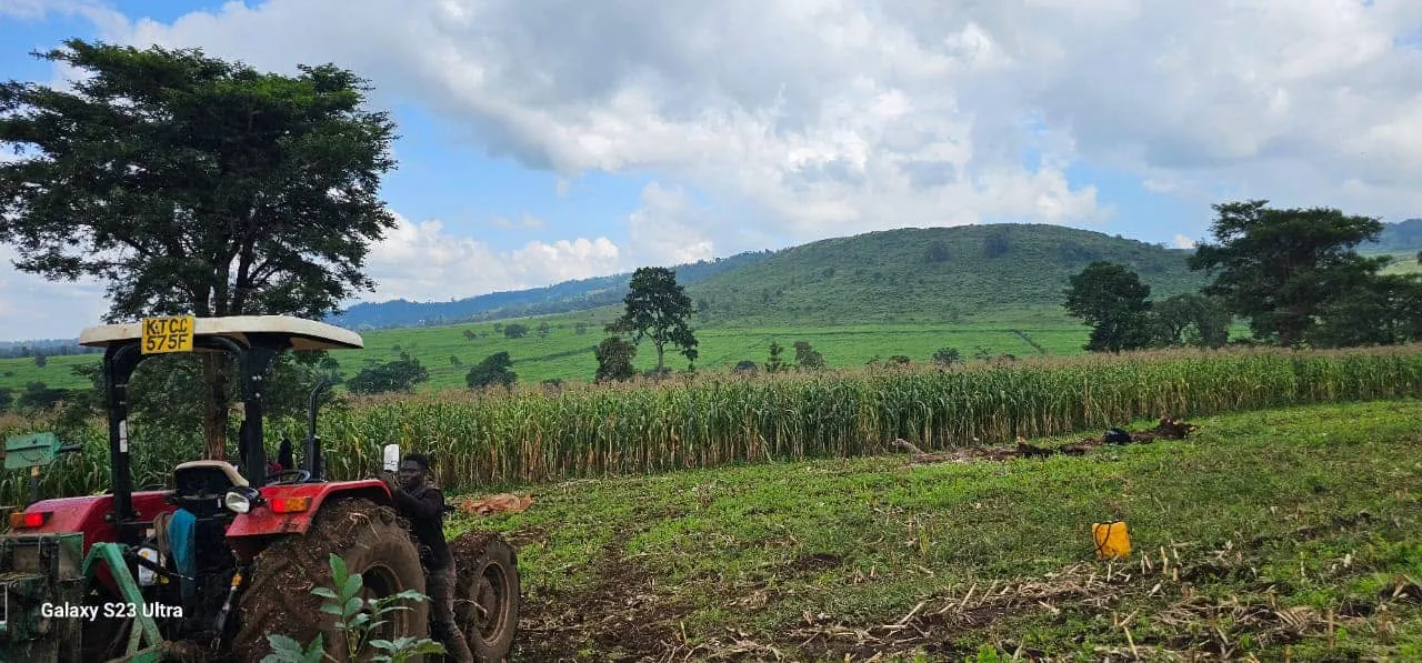 Sugarcane and maize fields on Keiyian's 700-acre cropland, Narok County