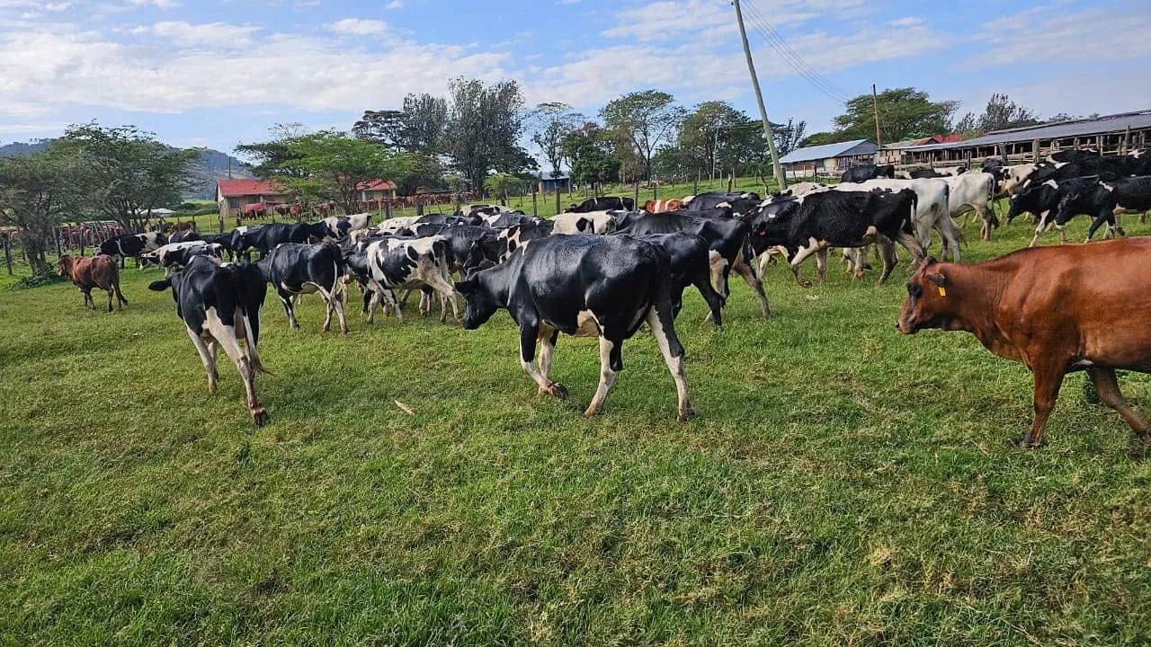 Dairy herd walking to pasture at Keiyian Farmers Cooperative