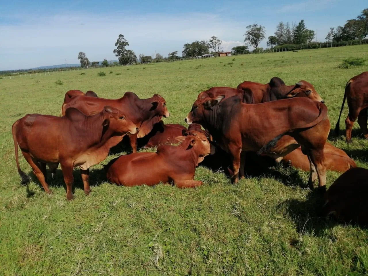 Pedigree Sahiwal breeding bull at Keiyian farm, Kilgoris