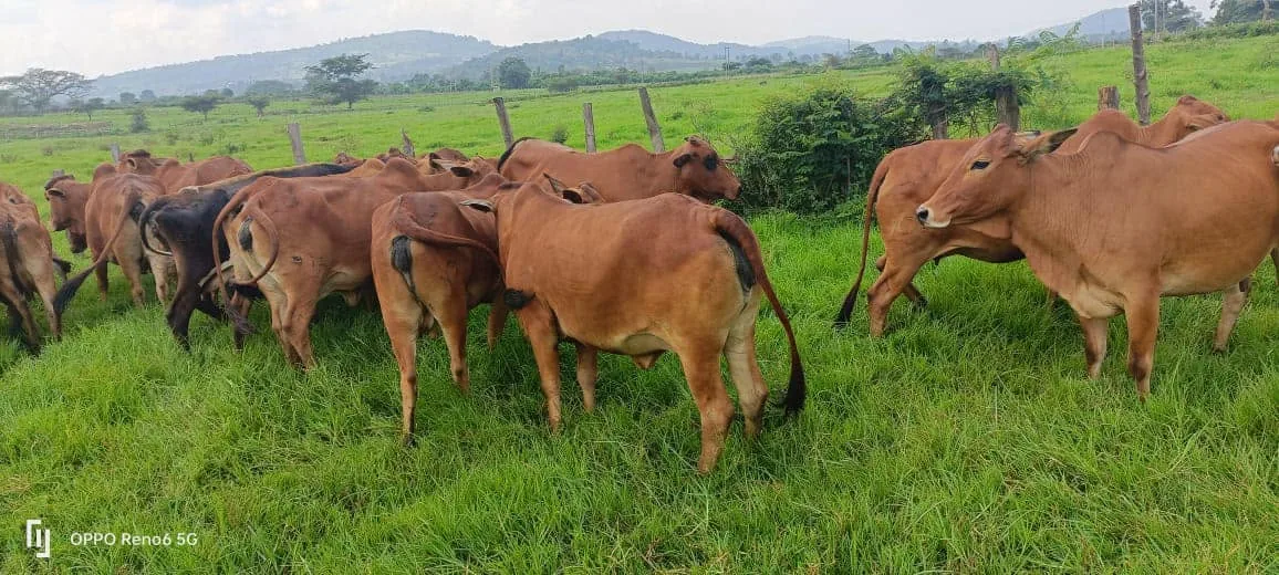 Farmers attending a field day at the Keiyian demonstration plot